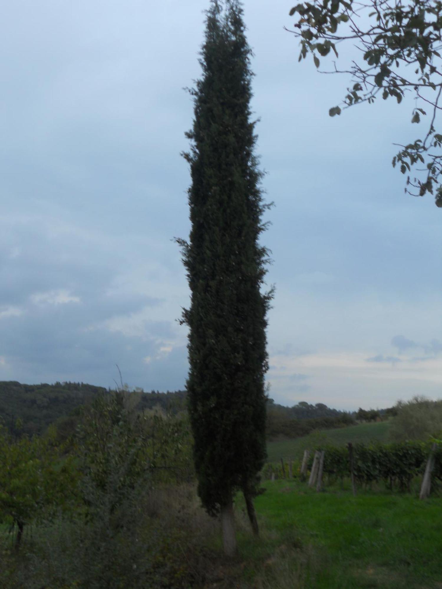 Tenuta Il Tresto Poggibonsi Bagian luar foto