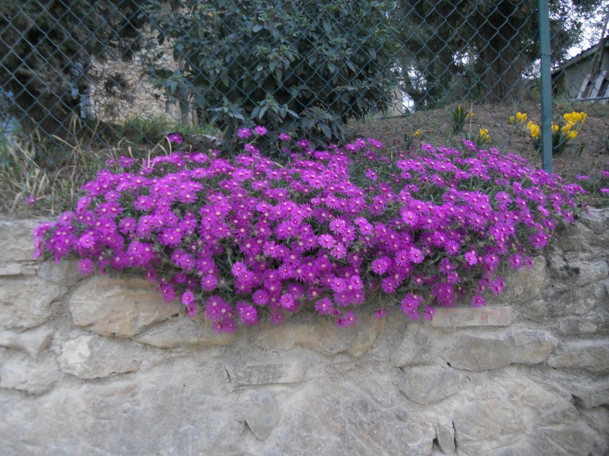 Tenuta Il Tresto Poggibonsi Bagian luar foto